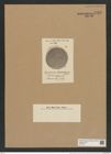 Coscinodiscus robustus Grev. (de-Toni-Nr.: Genus 202, Species 4967) Zeichnungen Sammlung Grunow Nr. 8565 (NHMW-BOT-W0378211)